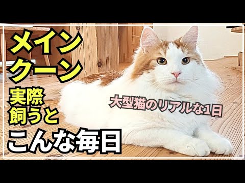 実際に大型猫メインクーンを飼うとこんな１日です【大型猫の日常】