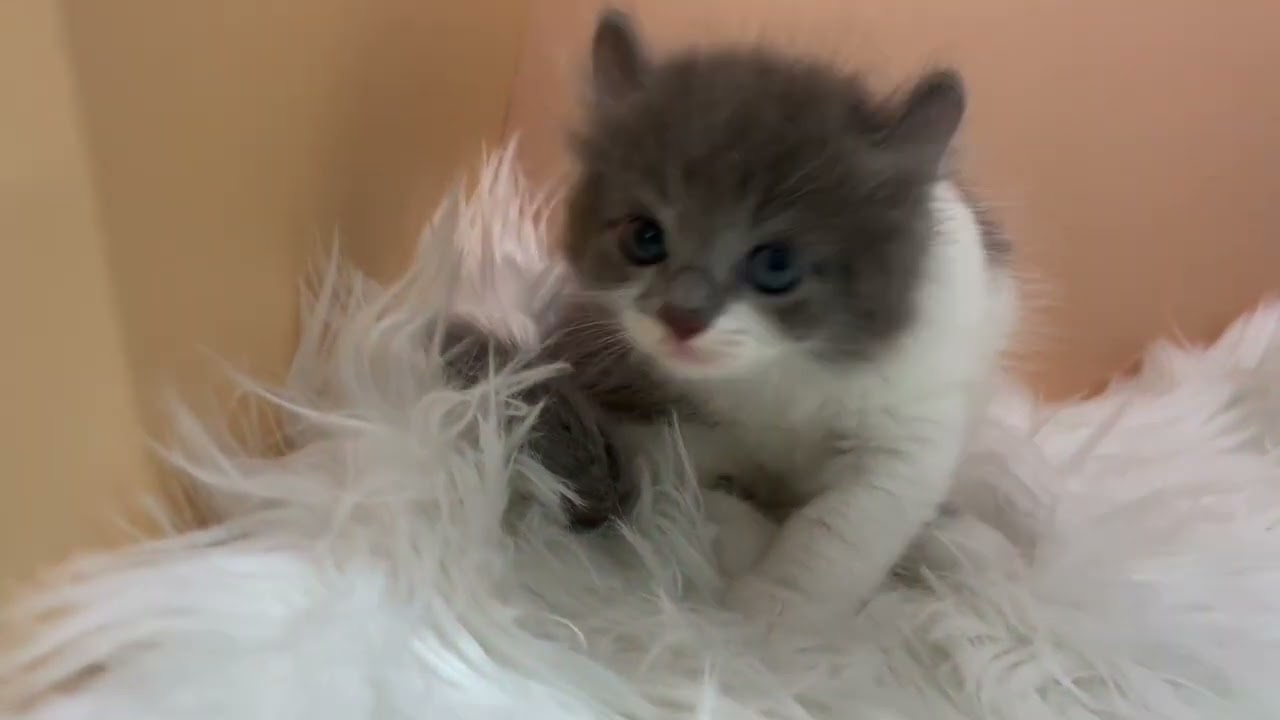 アメリカンカール 【ブルーホワイト】くるんとした耳が可愛いカール兄妹💓