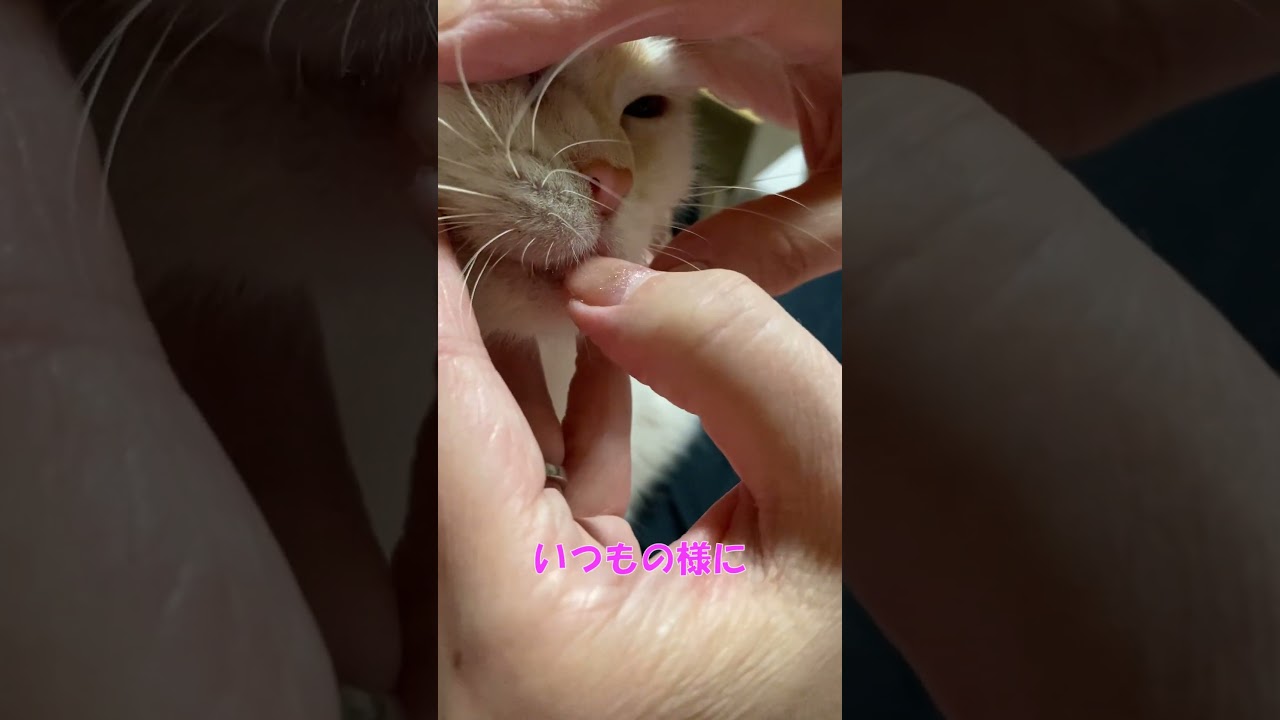 キバが無くなりました… #shorts  #猫 #アメリカンカール #cat