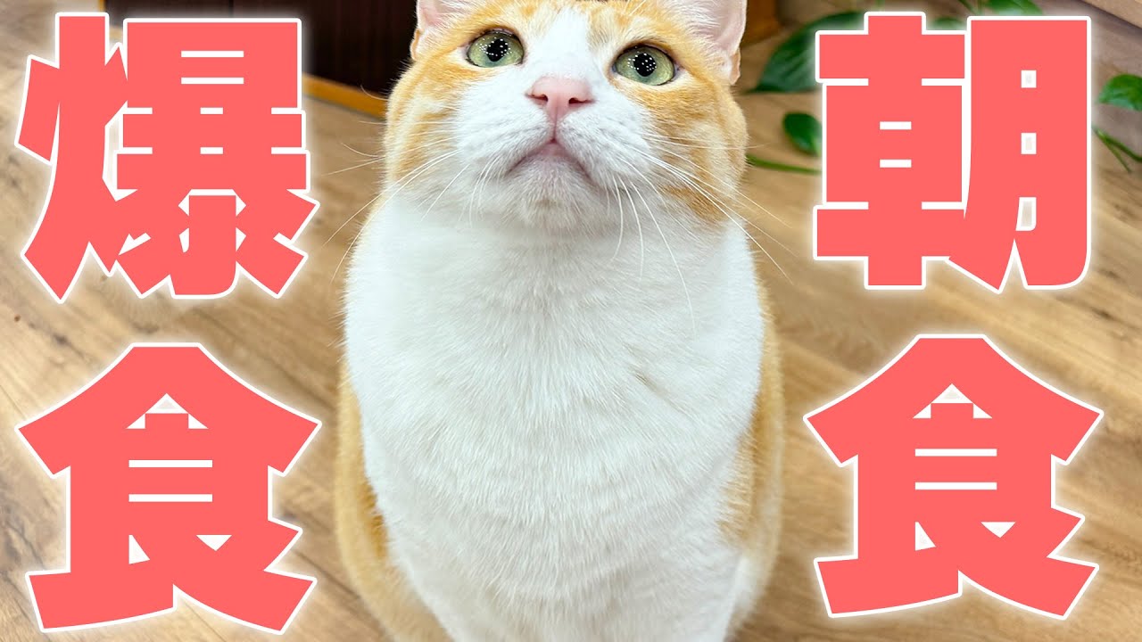 【🔴】早起きしたので猫たちに朝ごはんを詰め込む生放送‼️
