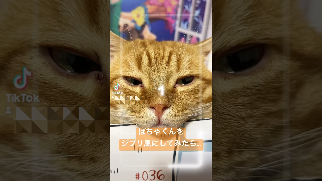 ぽちゃくんをジブリ風にしてみたら...！ #猫 #マンチカン #shorts