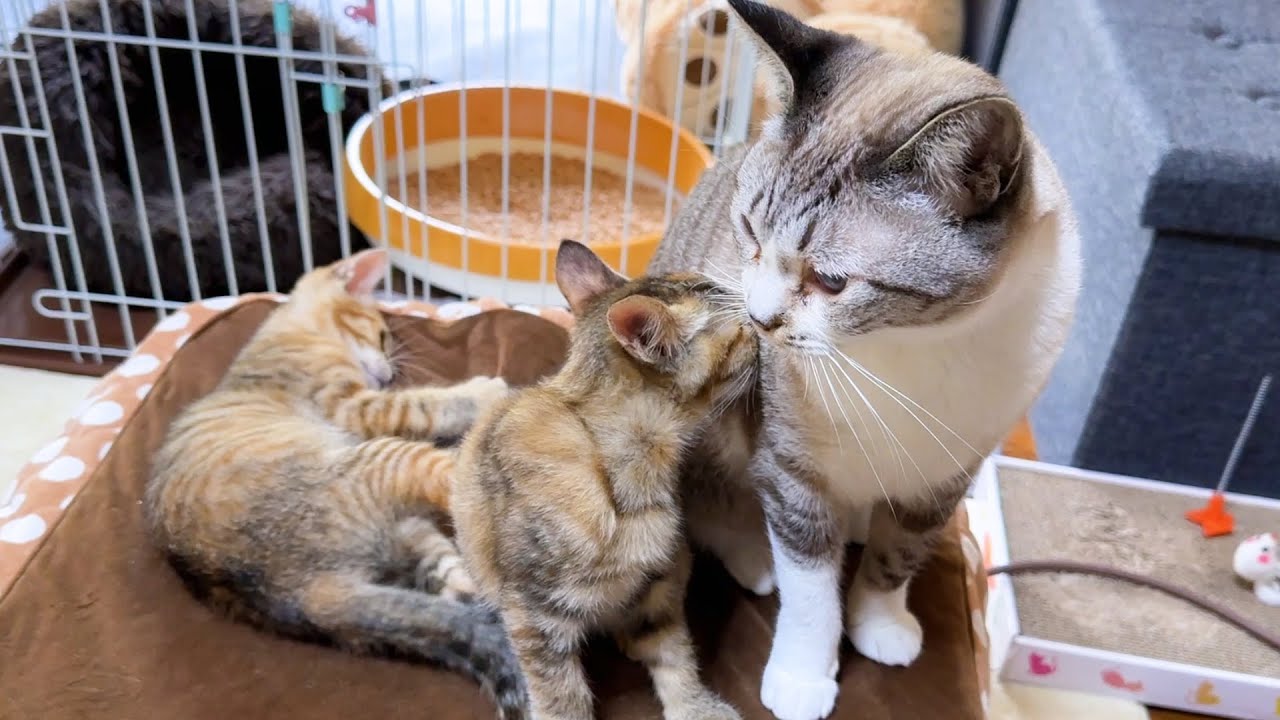 弟猫をぶん投げてたお姫様猫が子猫にとっても優しいお姉ちゃんになりました