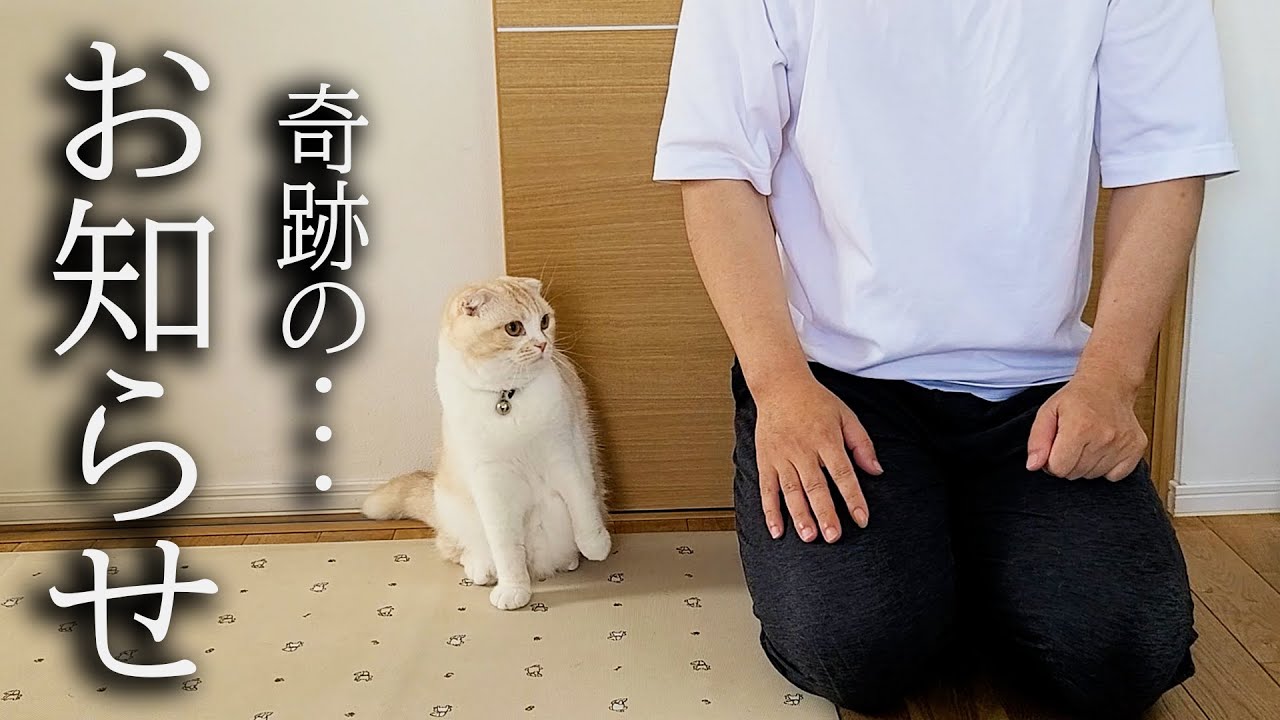 徹夜で看病したら猫に奇跡が起きました...