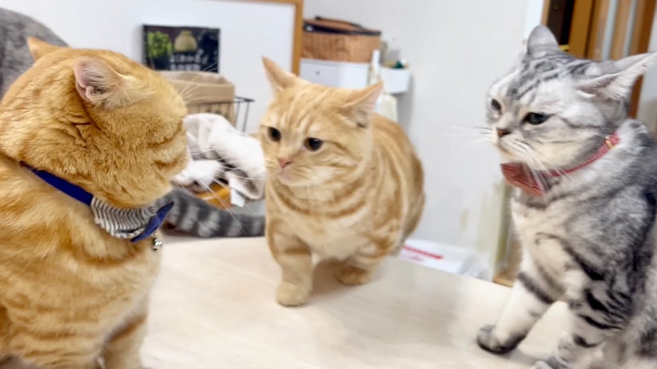 偶然、喧嘩を仲裁してしまうことになったちゃーぼー #猫 #マンチカン