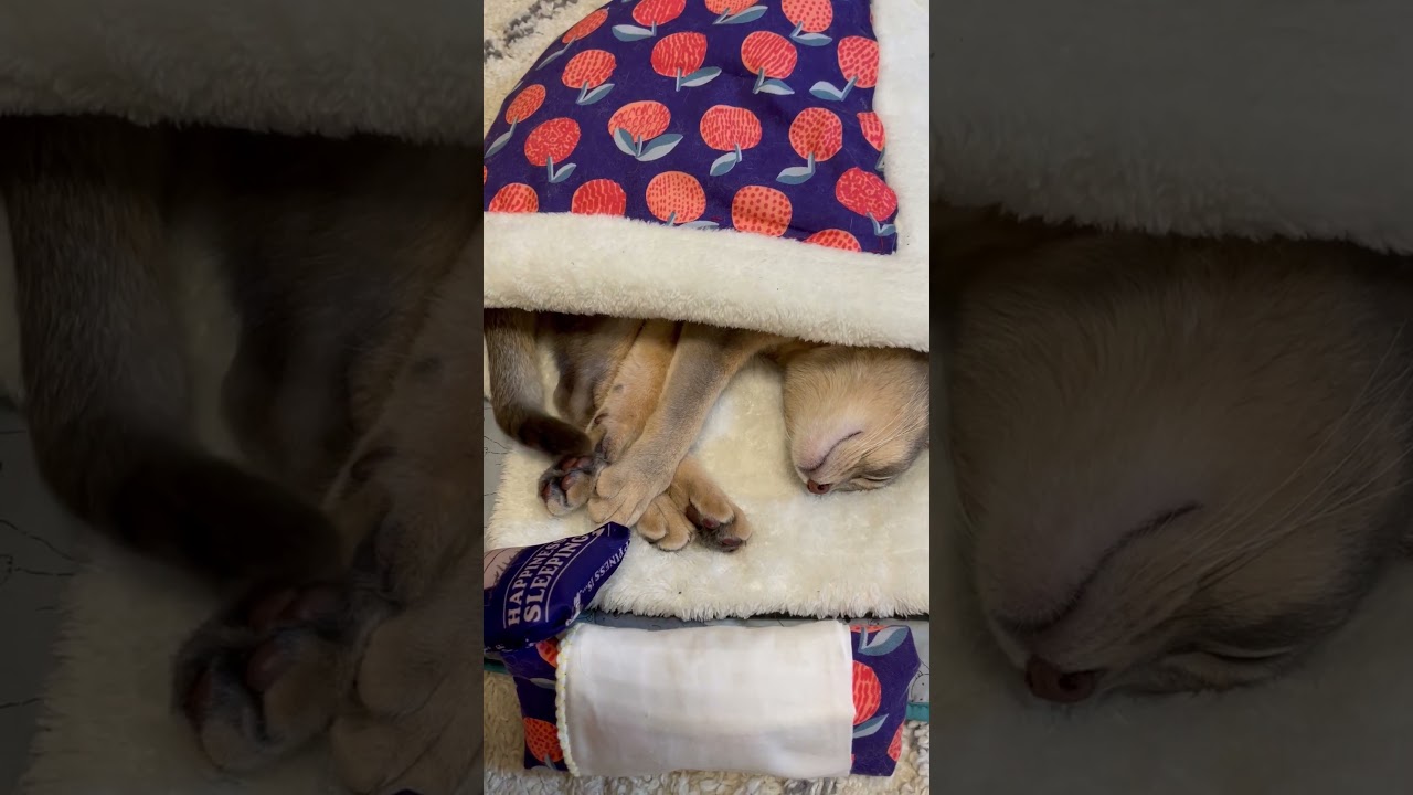布団で寝る事が大好きな猫 #shorts #猫 #アビシニアン