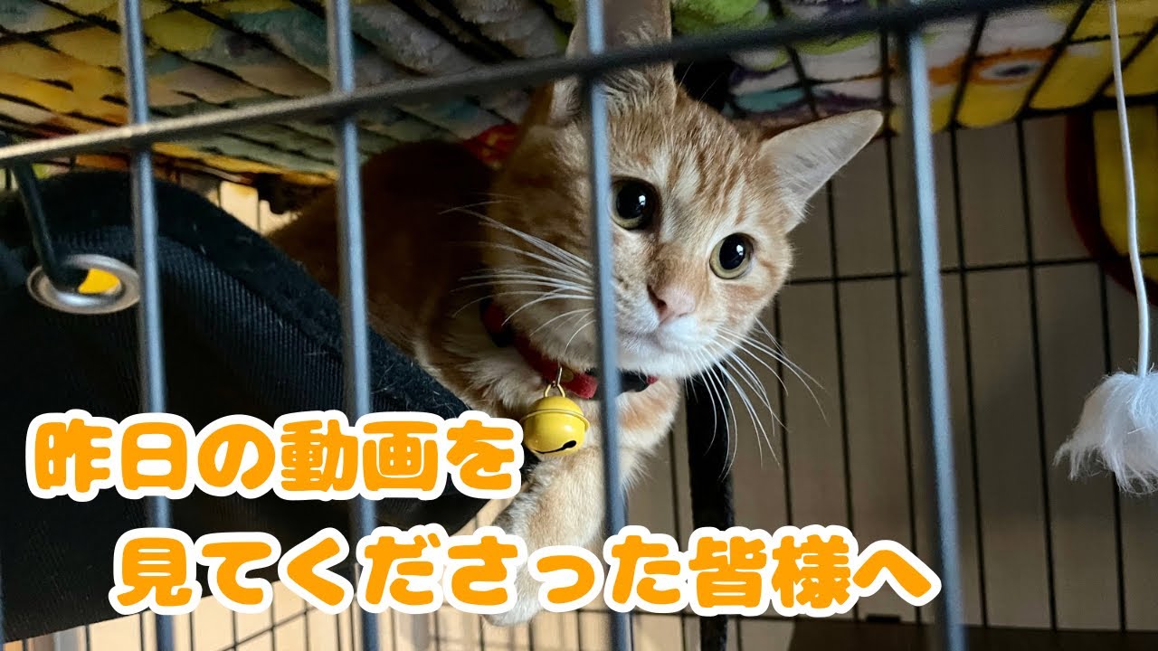 子猫の今後の様子について