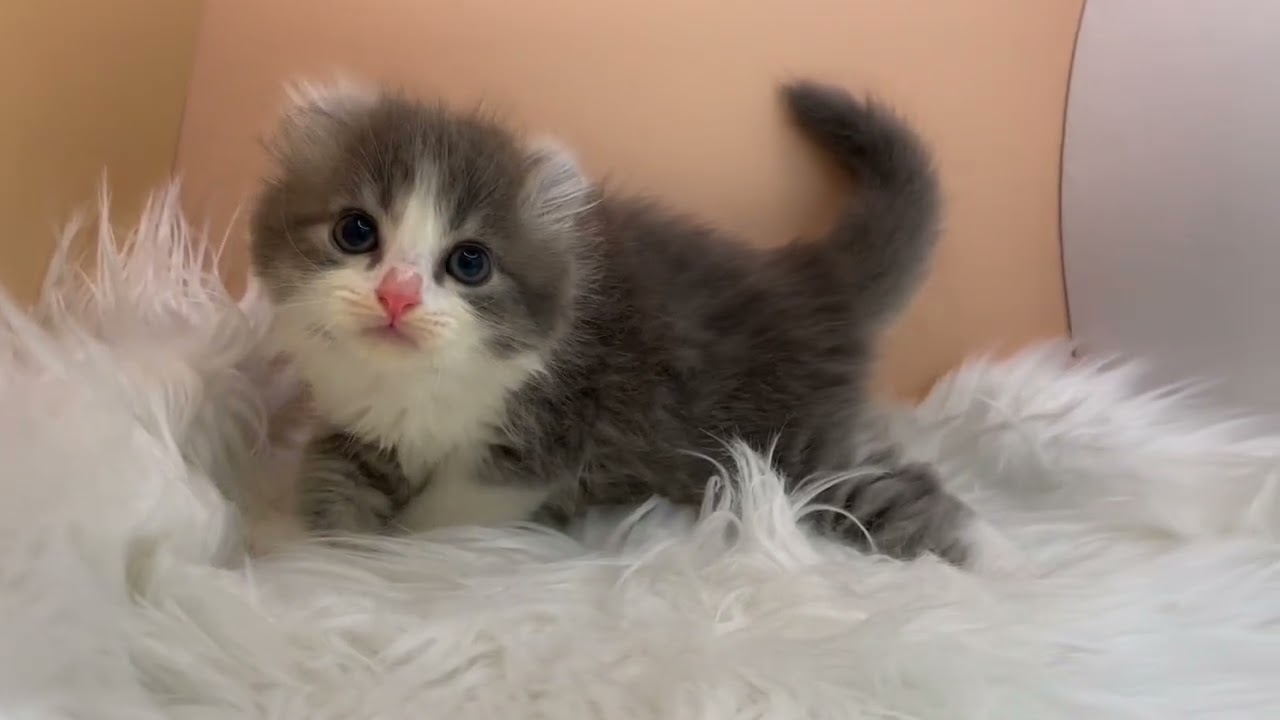 アメリカンカール 【ブルータビーホワイト】くるんとした耳が可愛いカール兄妹💓