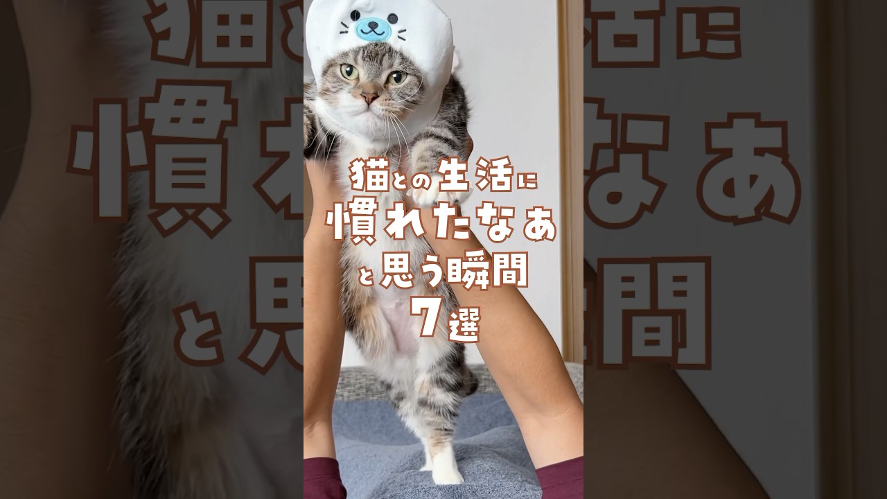 猫との生活に『慣れたなぁ』と思う瞬間7選｜最後に内緒の8個目も🤫 #猫