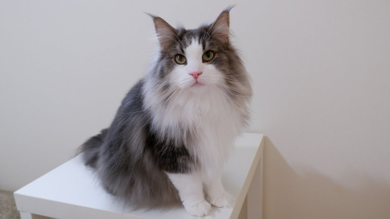 【元気‼︎】いつもは大人しいノルウェージャンフォレストキャットが活発になったら、こんな感じwww