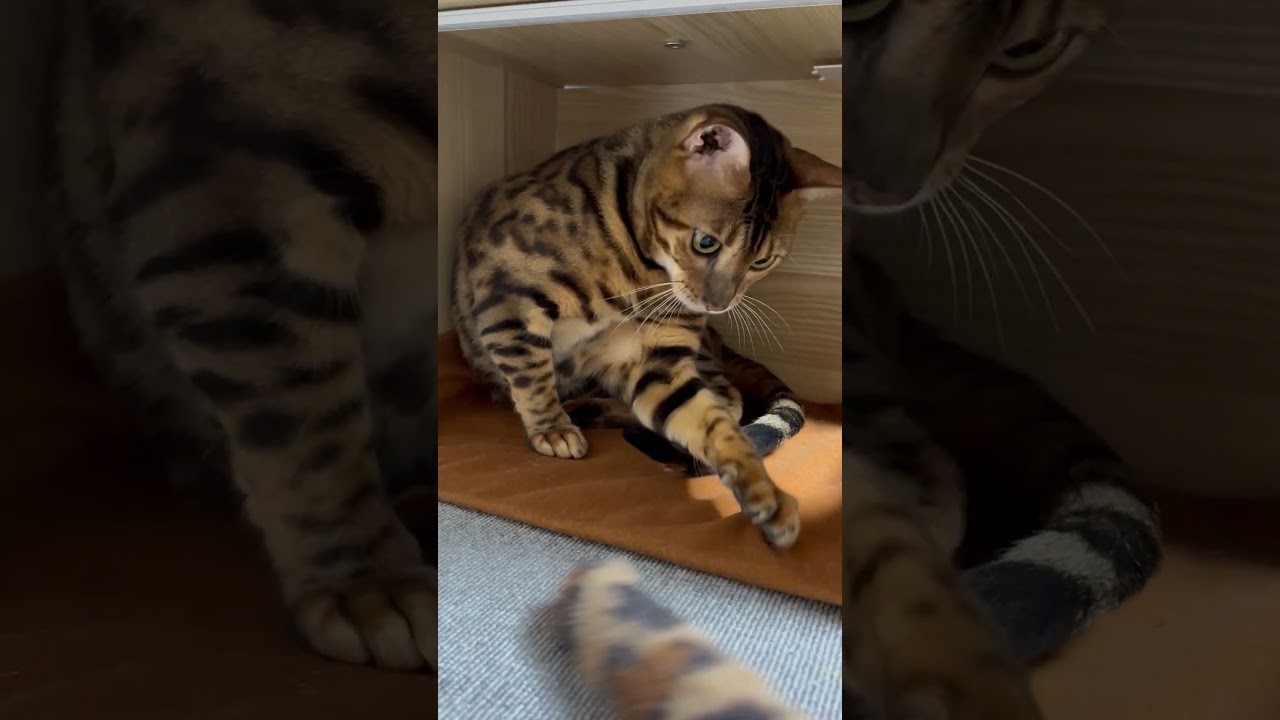 【猫】ベンガルVSベンガルの尻尾 #cat #kawaii #ベンガル