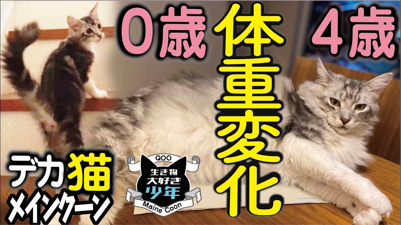 【メインクーン】10キロ超え／犬に間違えられる大型猫（4歳）の体重変化。小さい頃から大きかった！