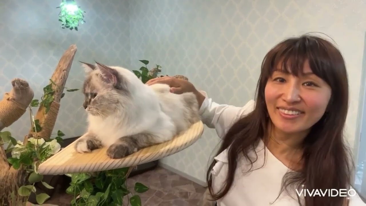 【親猫ちゃん紹介】東京都吉祥寺サイベリアンキャッテリーフェリスモカ