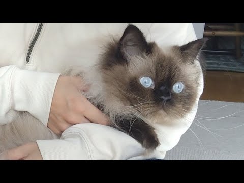 【ヒマラヤン】シャンプー前のお手入れはこうやっています【長毛種】