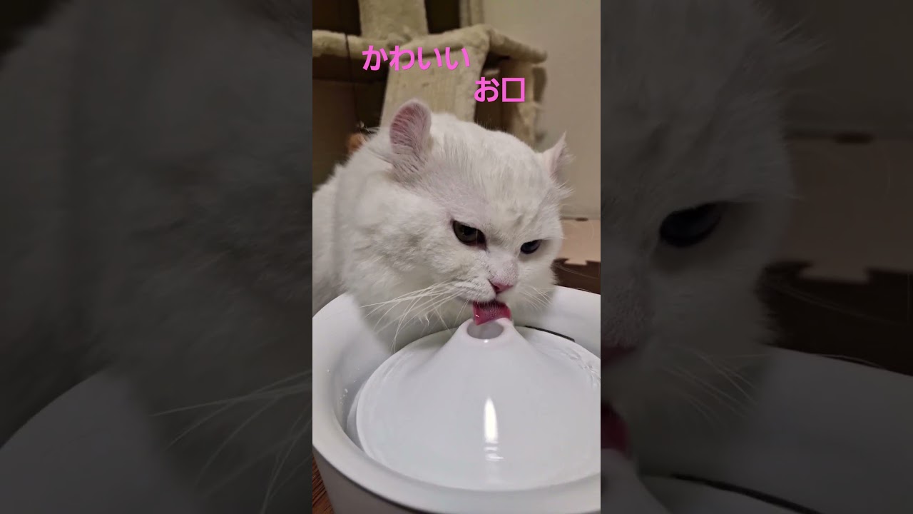 【オッドアイ幸せを呼ぶ猫】お水を飲む仕草がかわいい🎵#猫#cat#白猫#キンカロー#shorts