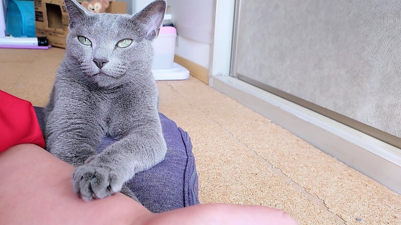 【猫動画】嫁に買い物に行ってほしくないロシアンブルー【russianbule】Russian Blue who doesn't want his owner to go shopping