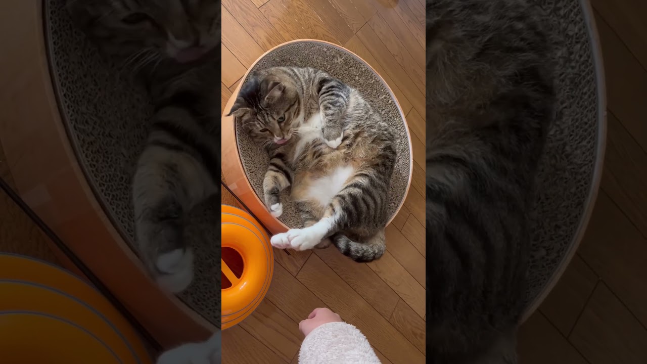 届きそうで届かない場所をツンツンされてうねうねしちゃうほたて君#元ボス猫  # #ダイエット中 #保護猫 #ぬいぐるみ #一人暮らし #猫エイズキャリア #7.8kg