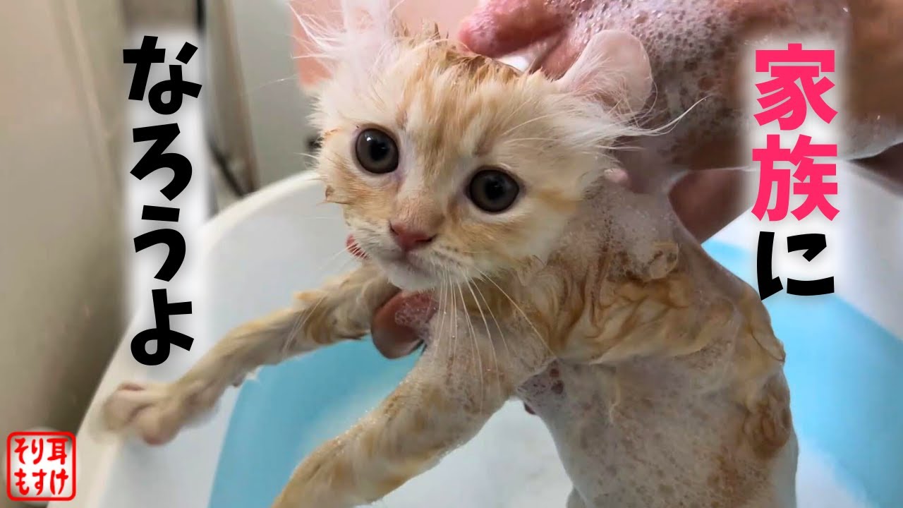初めて母に会う子猫が風呂に入ってから行ったら予想外の展開にｗ