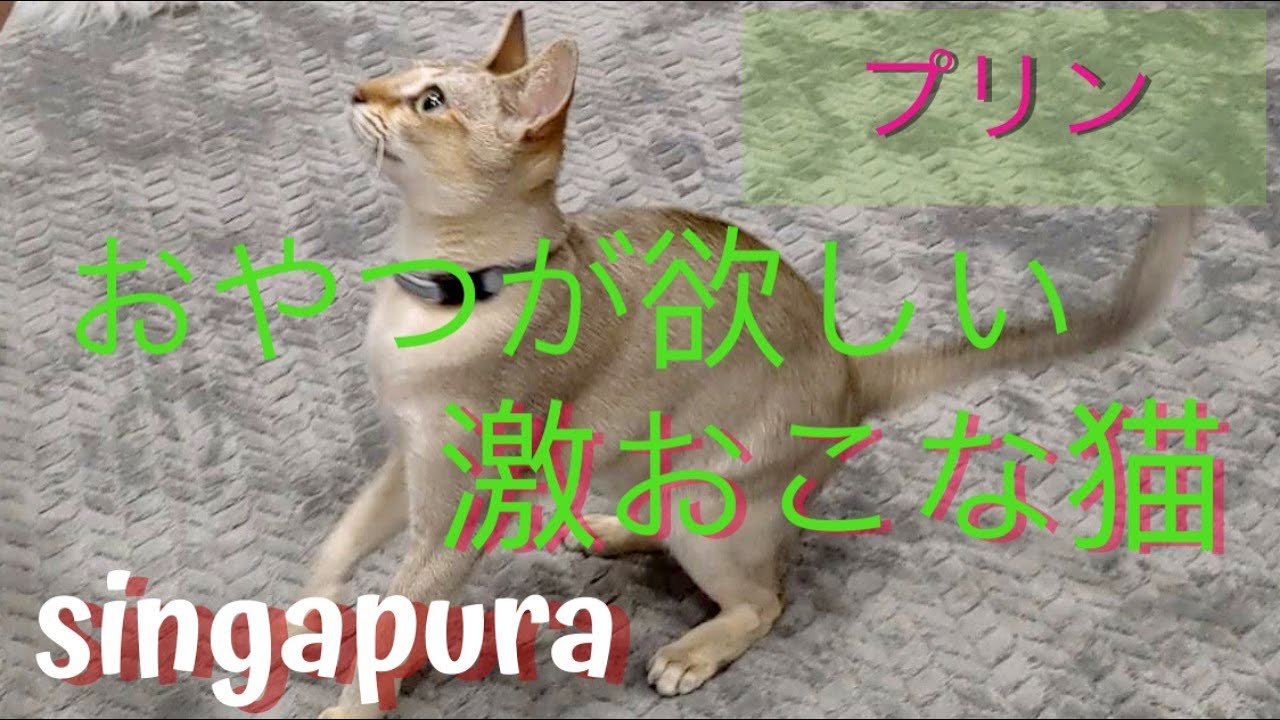 シンガプーラのプリン 激おこする猫がかわいい The angry cat is cute