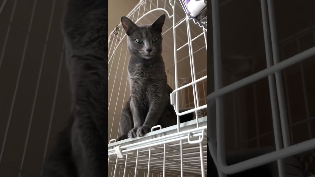 ロシアンブルーの女王！凛々しいうるちゃん　#shorts #猫 #かわいい #日常 #癒し #cat #アニマル #cute #ねこ #ロシアンブルー #russianblue #animals