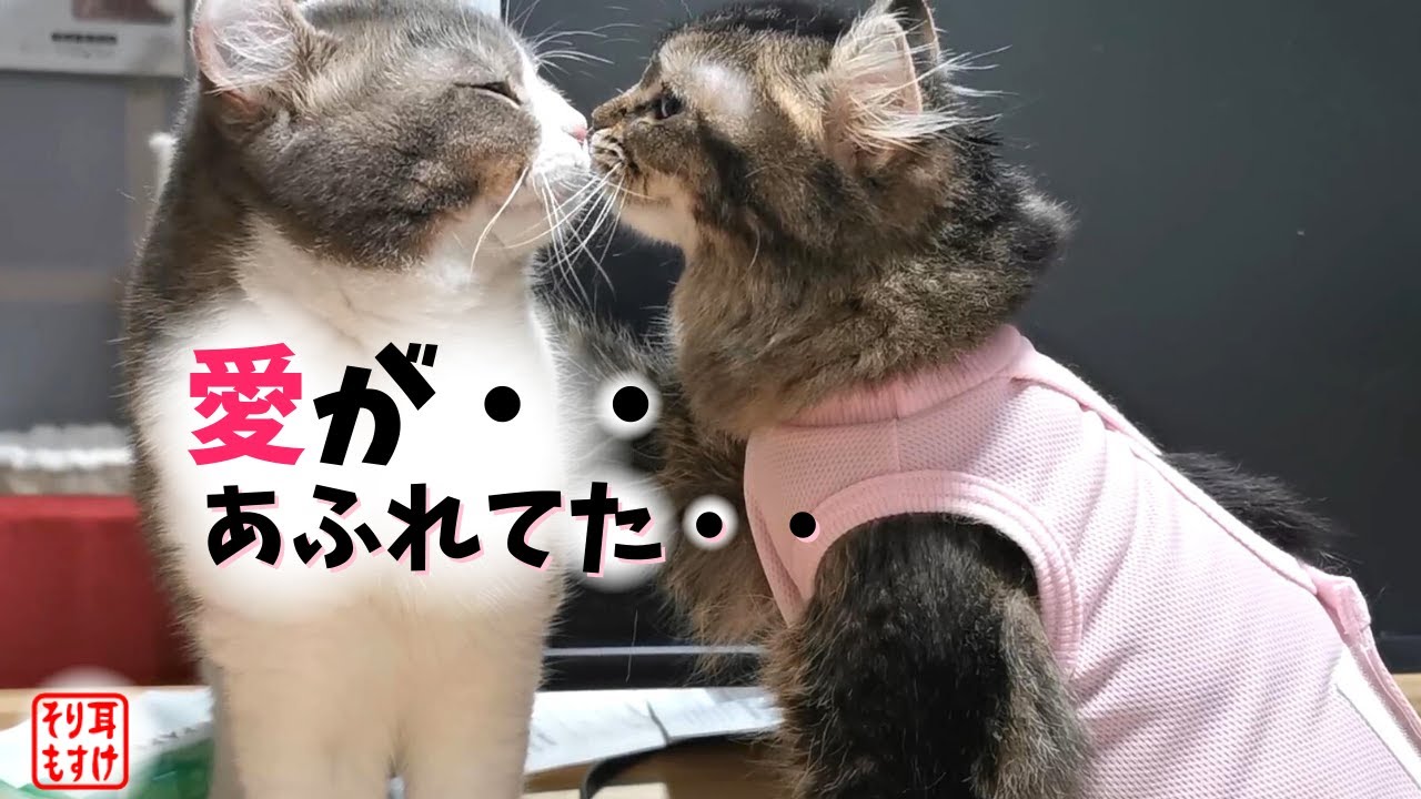 猫にも本当の愛情があるなんて・・【治療中の猫が愛を示しあう姿に感動】