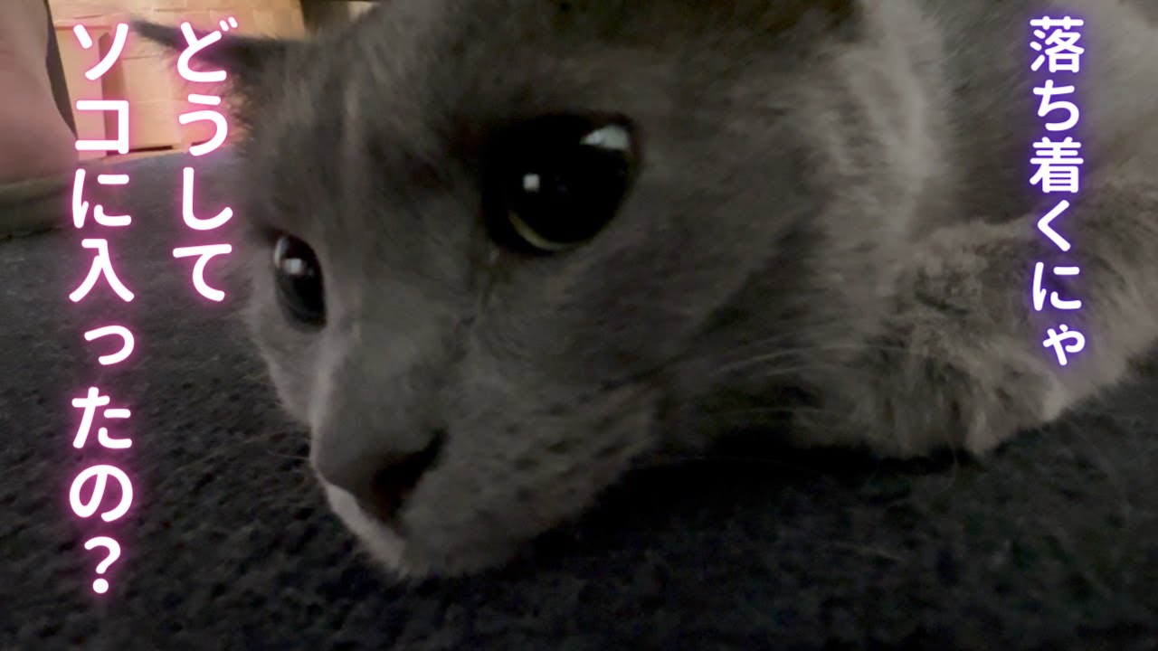 驚くべき場所に入ったそらちゃん💦（ロシアンブルー）