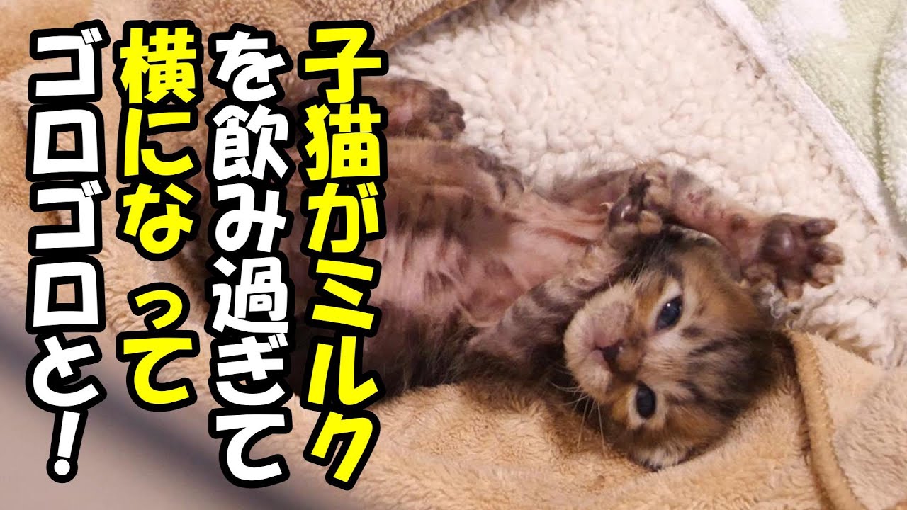 子猫がミルクを飲み過ぎてお腹がパンパンに【赤ちゃん猫　保護猫】