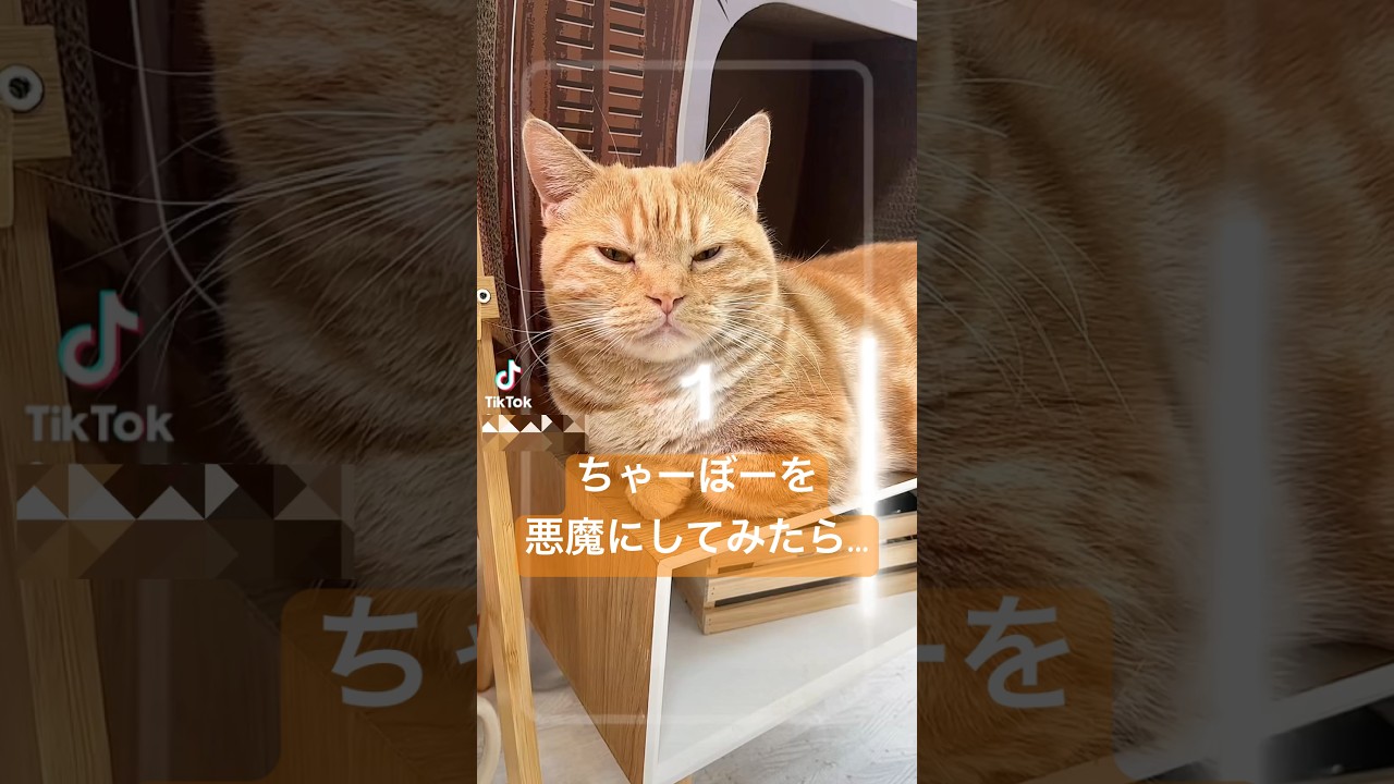 ちゃーぼーを悪魔にしてみたらまさか... #猫 #マンチカン #shorts