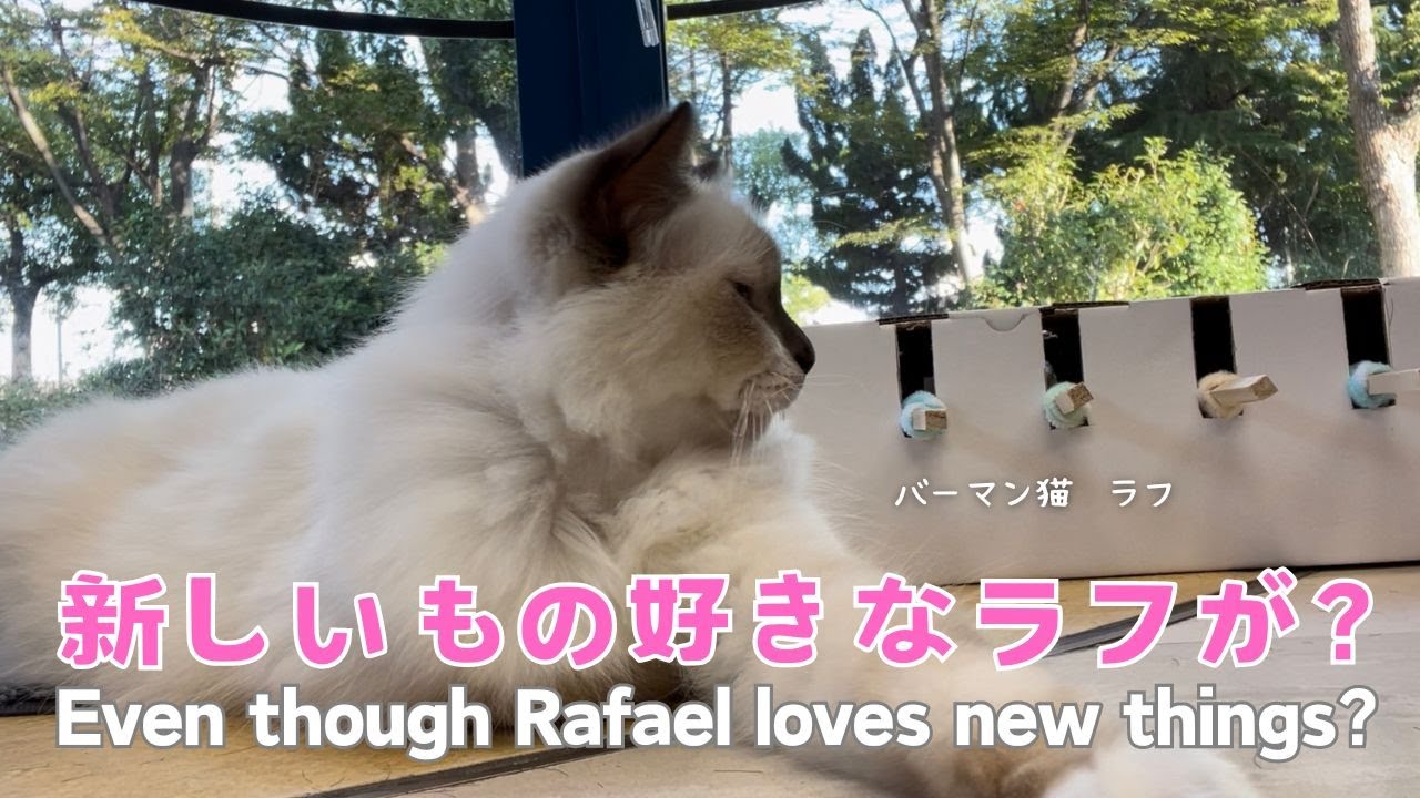 バーマン猫ラフ【新しいもの好きなラフが？】Even though Rafael loves new things?（バーマン猫）Birman/Cat
