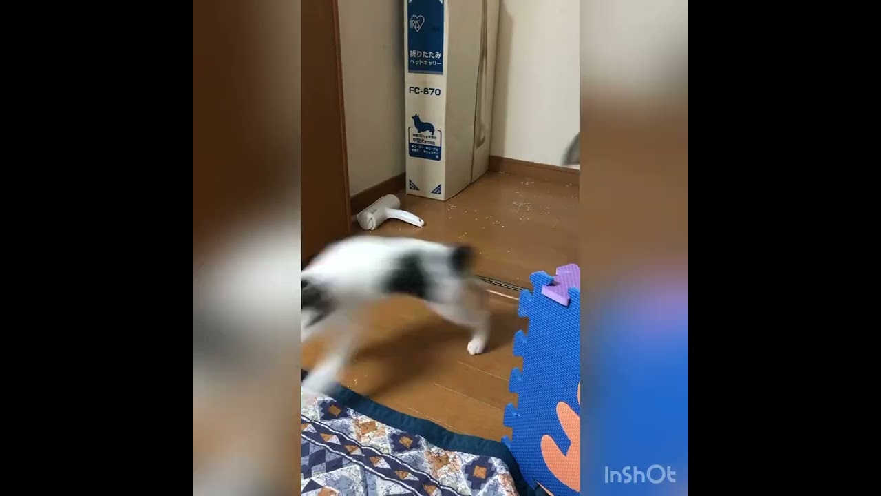 興奮したら毛が逆立って、タワシみたいなしっぽになった子猫「ぼくは怒ってるにゃ」