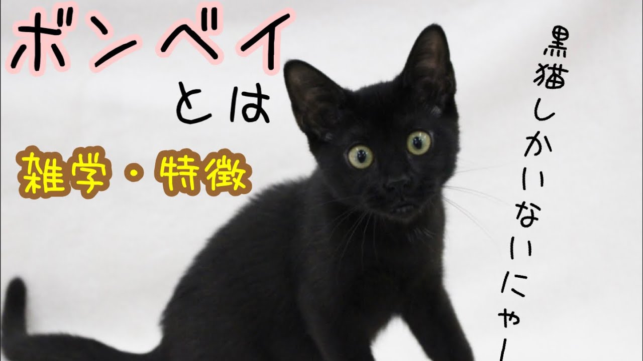 【猫】ボンベイとは【雑学・特徴】