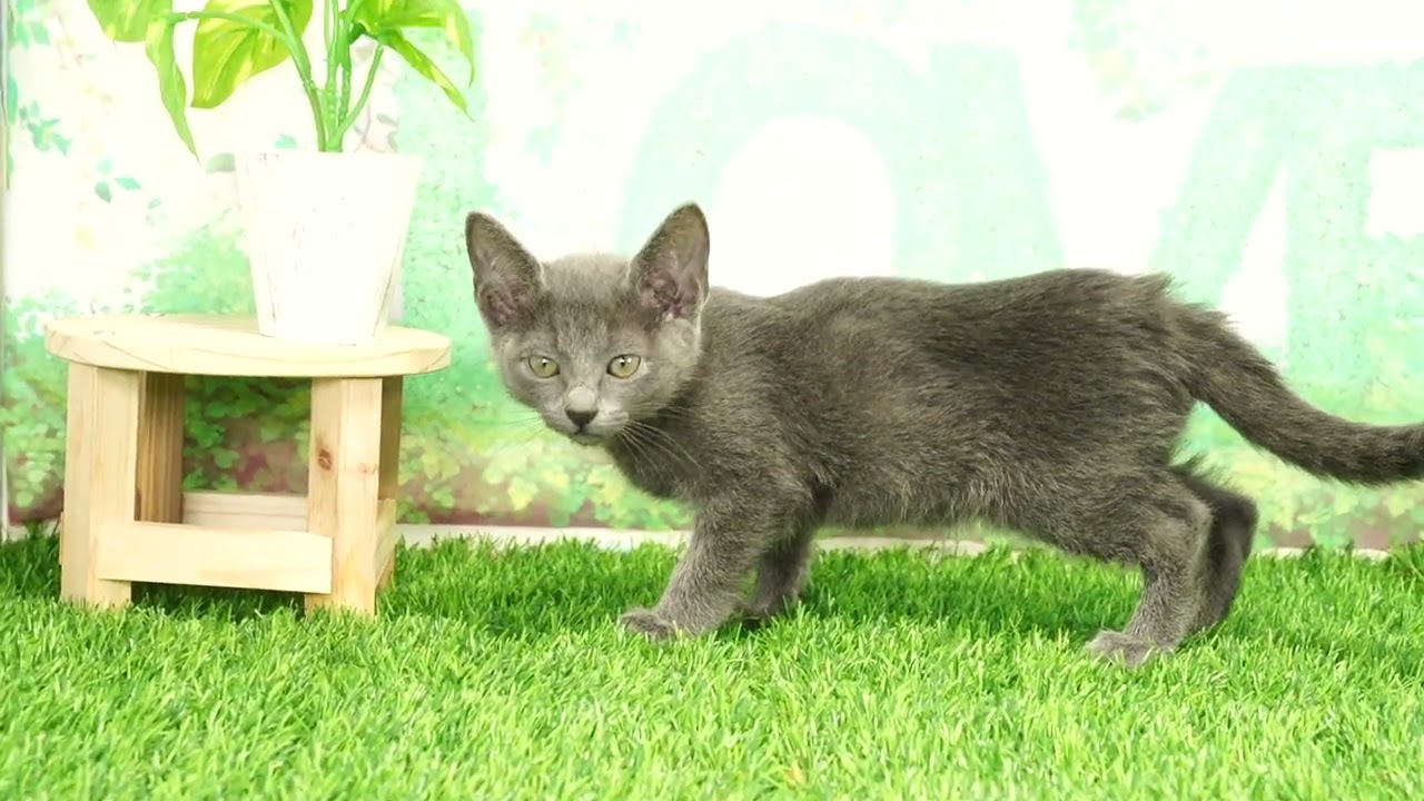 Coo&RIKU　No653981　ロシアンブルー