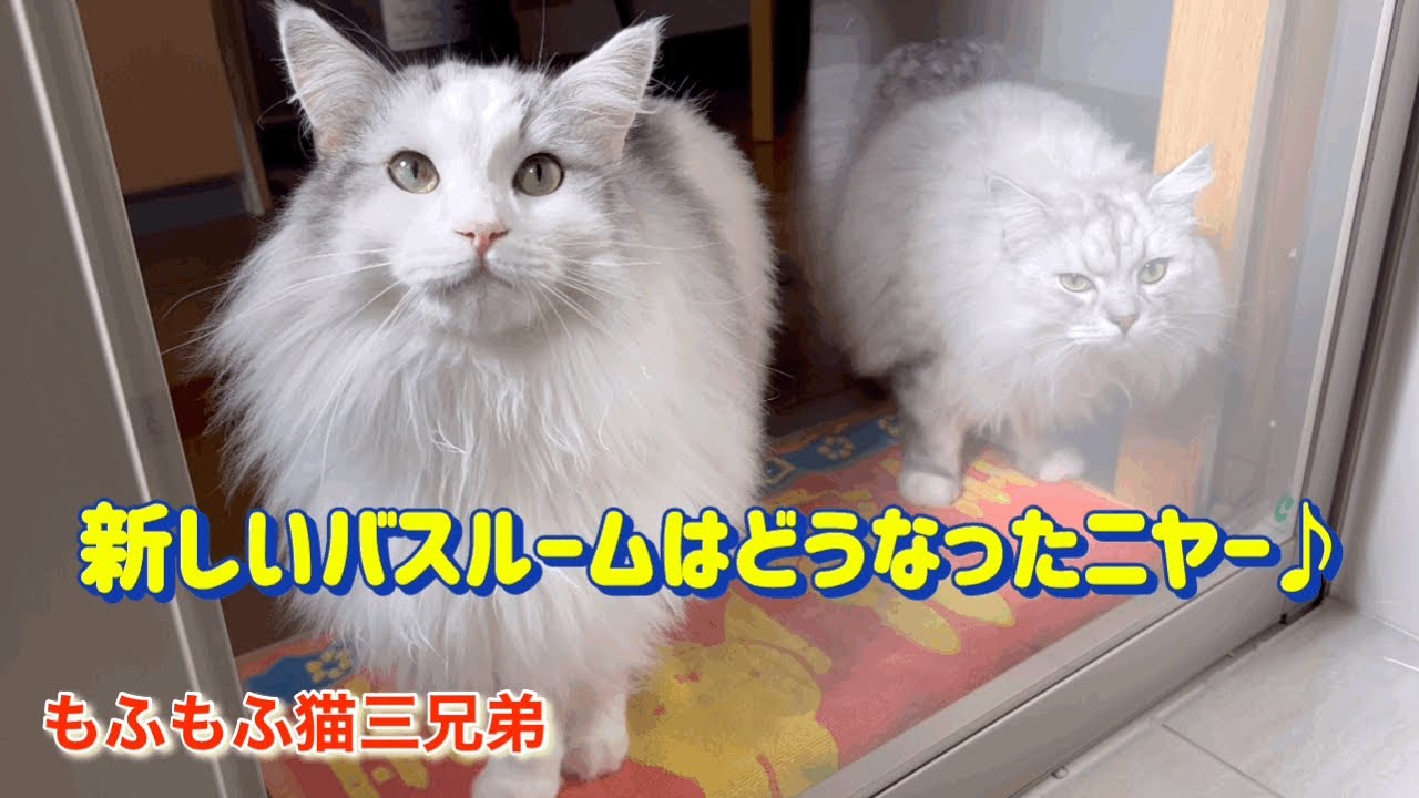 リフォームしたお風呂を見た第一印象のラガマフィン猫三兄弟のそれぞれの反応はニヤ〜♪…でした。