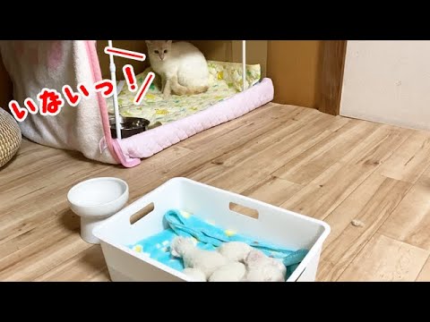 赤ちゃん猫を心配そうに見つめる母猫