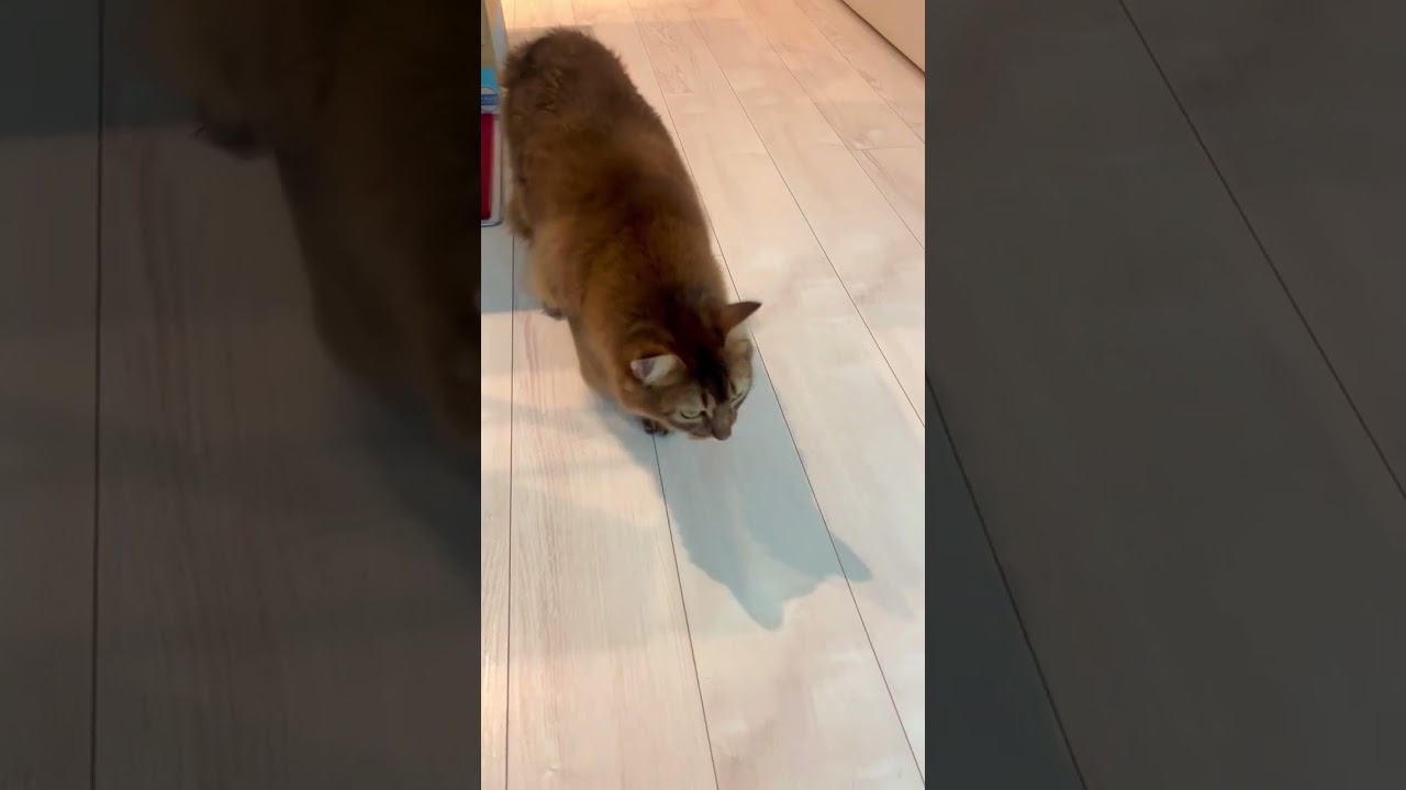 兄猫のアレを狙う猫 #ロシアンブルー #ソマリ #shorts