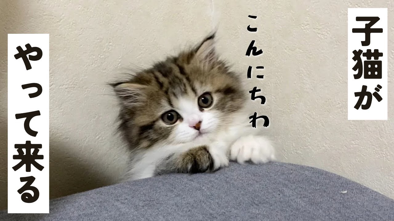 ラガマフィンの子猫がやって来ました。