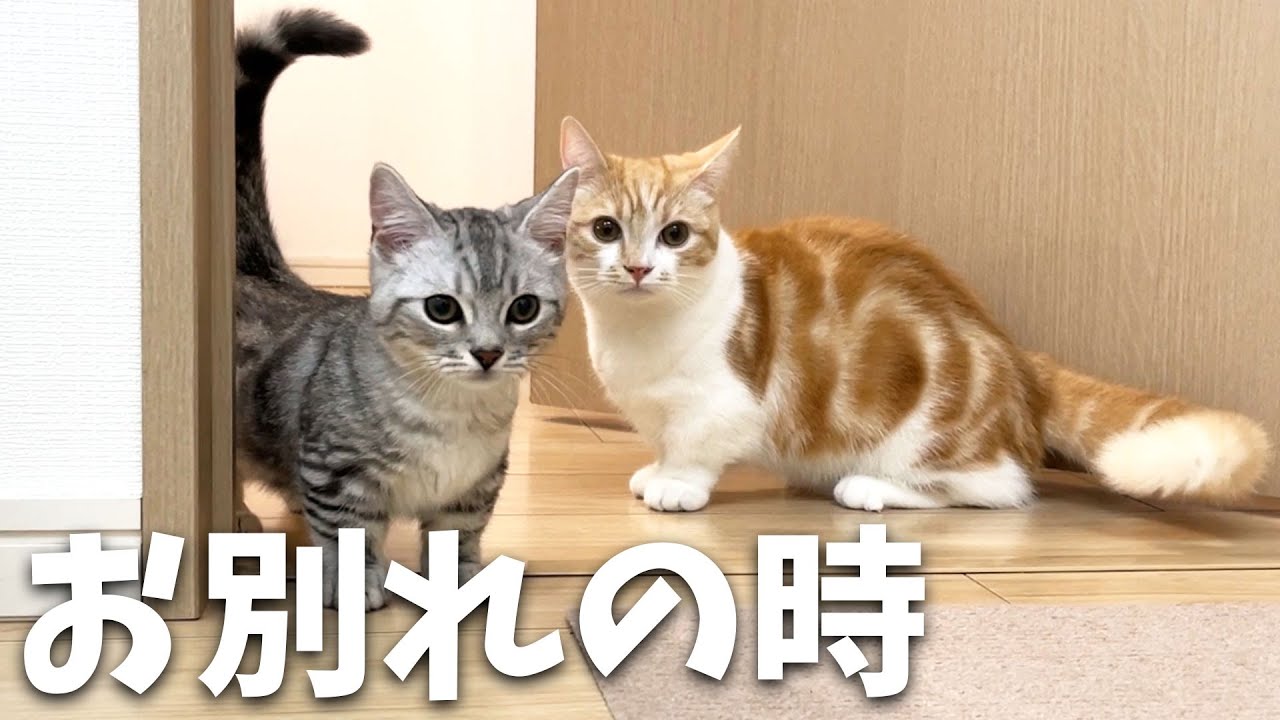 ついに子猫達とお別れすることになった親子猫！