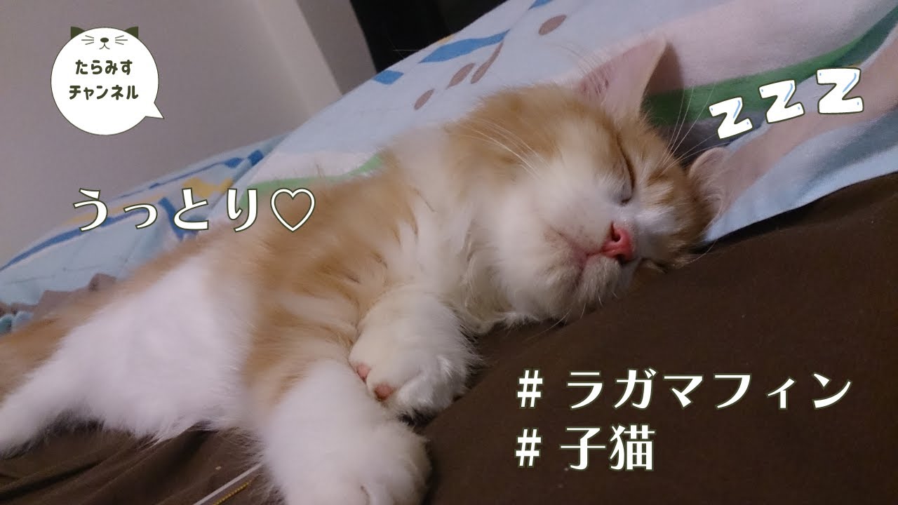 うっとりしちゃう猫【ラガマフィン】【Ragamuffin】