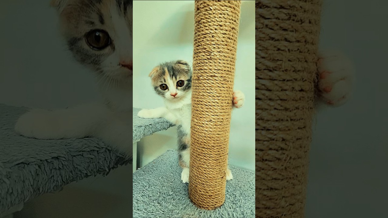 Top 5 Most Playful Cat Breeds 🐈