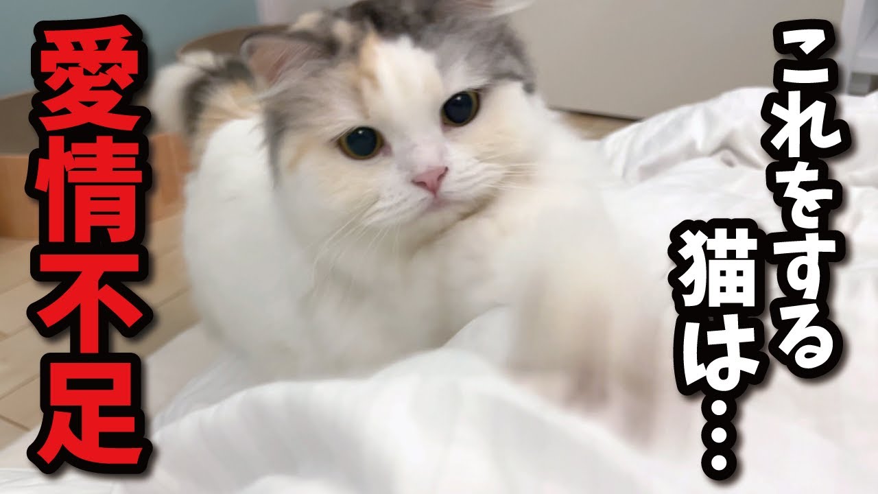 愛情不足の猫がやってしまう行動第１位がこちら（知らんけど【関西弁でしゃべる猫】【猫アテレコ】