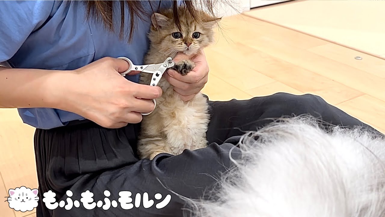 子猫が初めての爪切りに挑戦しました 【サイベリアン】