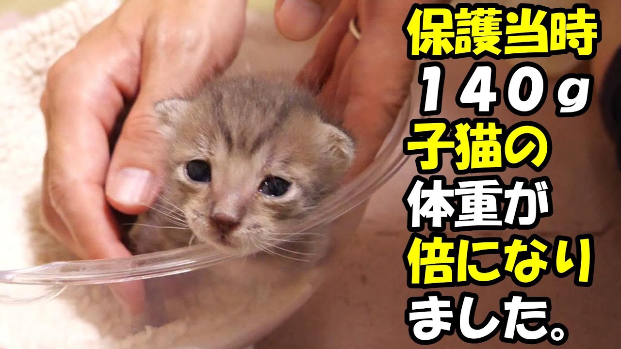 １４０gで保護された子猫たちの体重が倍に【赤ちゃん猫　保護猫】