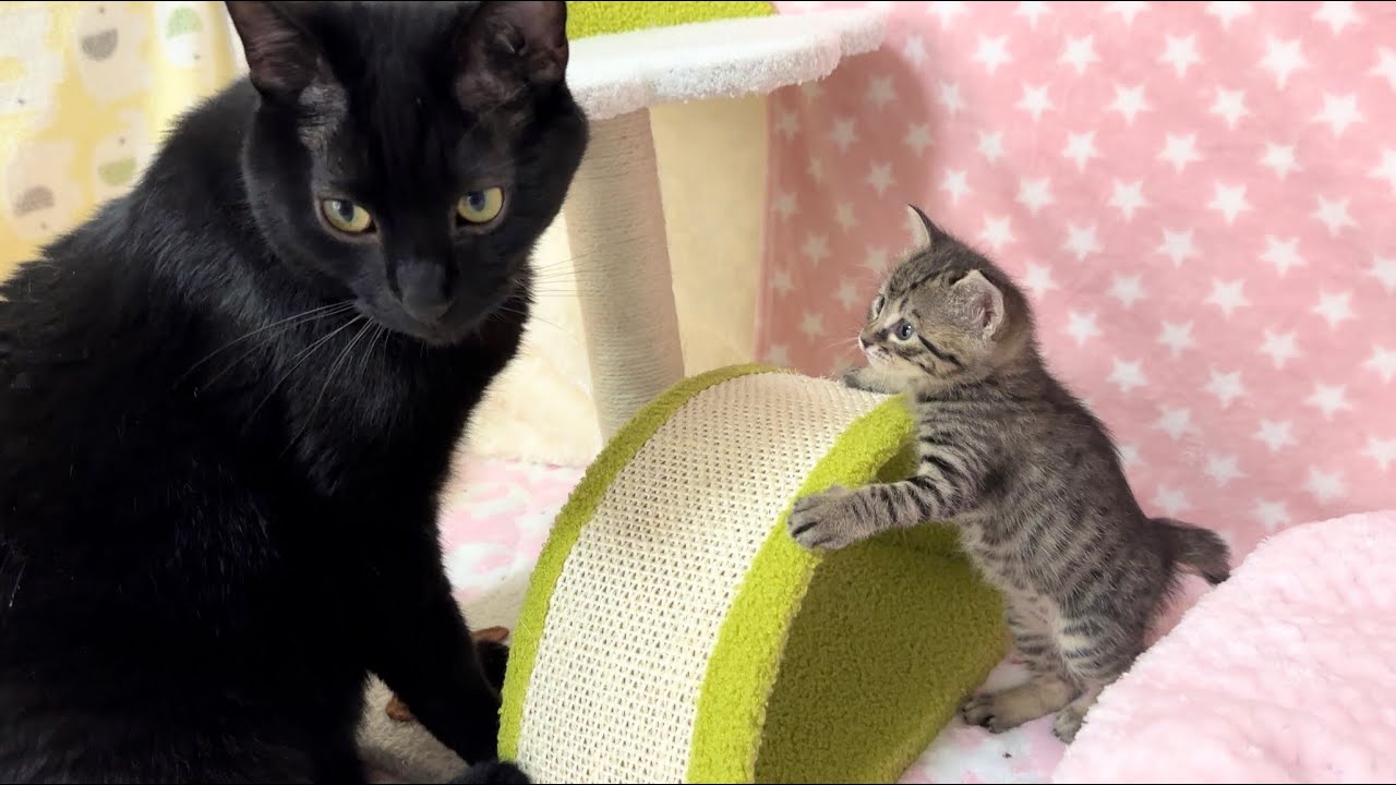 生後29日 キュルキュル鳴きながら走り回る子猫【山菜兄妹#28】Kitten running around meowing in a good mood.