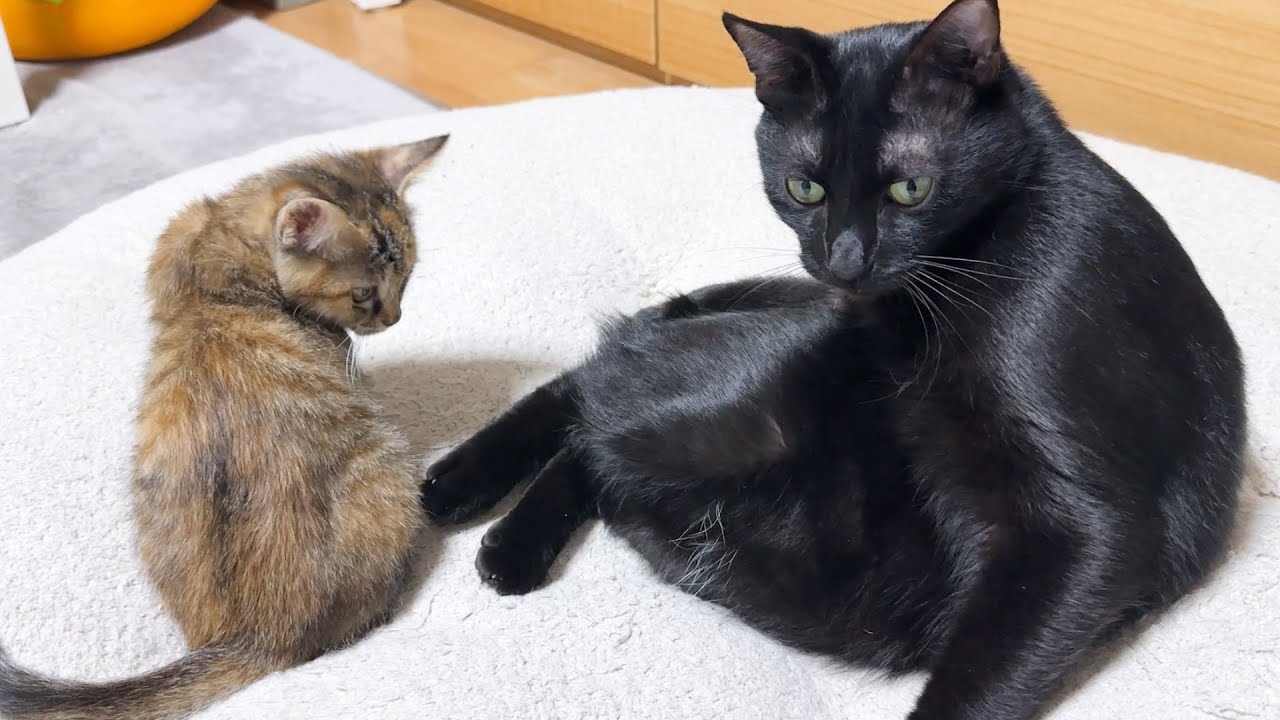 子猫にソフトタッチされてフリーズするお兄ちゃん猫