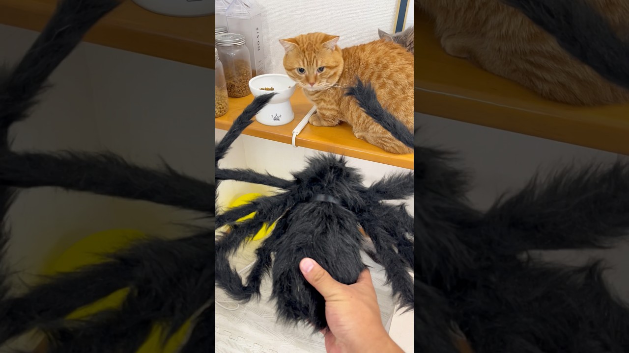 びっくりしない猫 #猫 #マンチカン #shorts