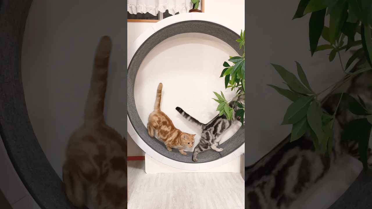 おいらもいっしょにはしる！ #猫 #マンチカン #shorts