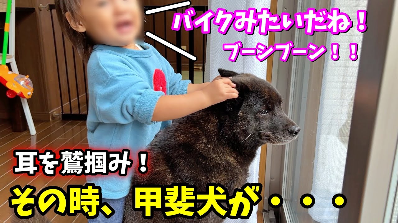 気性が荒いと言われる甲斐犬が、バイク扱いされてこうなりました