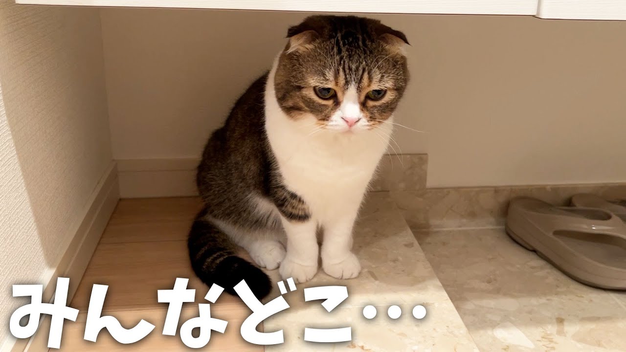 帰ってしまった子猫のむぎくん&そらくんを必死に探す猫がこちら…😿
