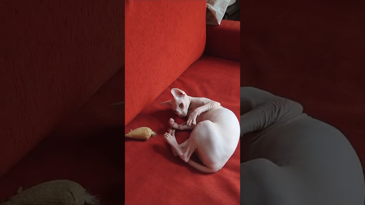 激しく遊ぶ毛のない猫【スフィンクス猫】