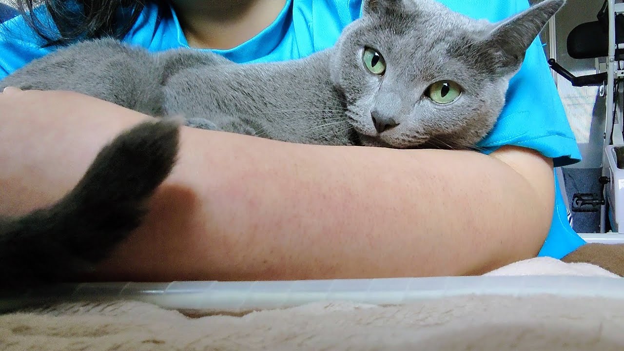 【猫動画】嫁と二度寝したかったロシアンブルー【russianbule】Russian Blue who wanted to sleep with her owner again