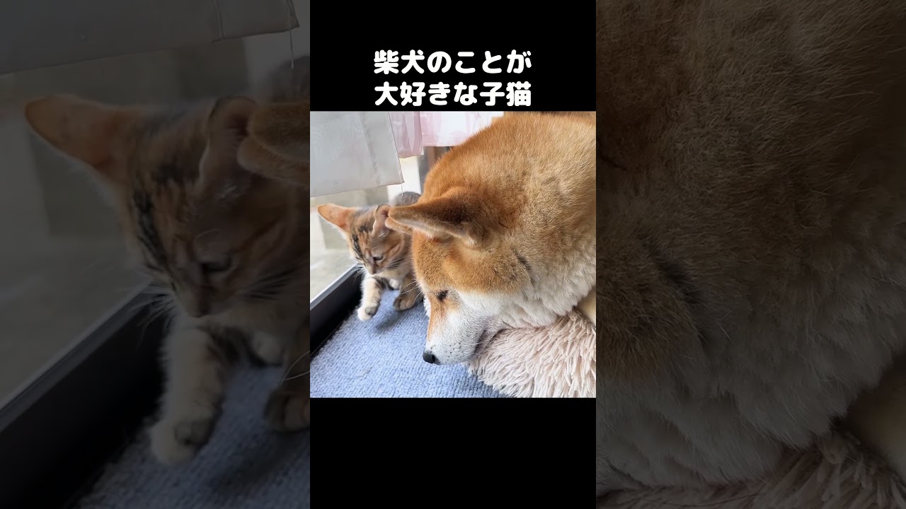 柴犬に育てられてる子猫は大好きすぎてこうなりました…　#shorts